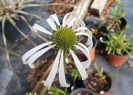 Image result for Echinacea pallida