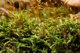 Attēlu rezultāti vaicājumam “Philonotis sporophyte”