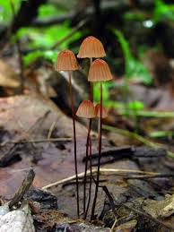 Attēlu rezultāti vaicājumam “Marasmius sp.”