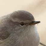 Attēlu rezultāti vaicājumam “Phylloscopus trochiloides adult”