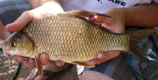 Image result for Carpiodes velifer