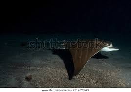 Image result for Aetomylaeus bovinus