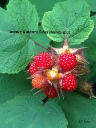 Attēlu rezultāti vaicājumam “Rubus nessensis fruit”