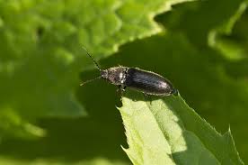 Attēlu rezultāti vaicājumam “Hemicrepidius sp.”