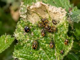 Attēlu rezultāti vaicājumam “Eurydema dominulus imago”