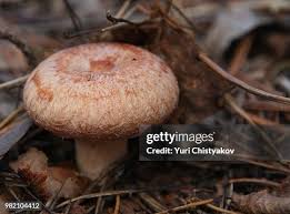 Attēlu rezultāti vaicājumam “Lactarius torminosus”