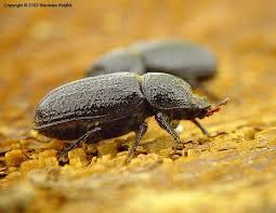 Attēlu rezultāti vaicājumam “Sinodendron cylindricum female”