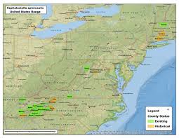 Attēlu rezultāti vaicājumam “Cephaloziella elachista macro”