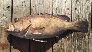 Image result for Hyporthodus niveatus