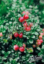 Attēlu rezultāti vaicājumam “Vaccinium vitis-idaea fruit”