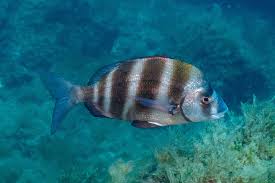 Image result for Diplodus capensis