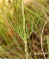 Image result for Scabiosa canescens