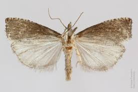 Attēlu rezultāti vaicājumam “Notocelia roborana”