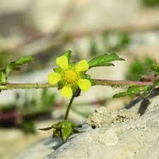 Attēlu rezultāti vaicājumam “Potentilla supina flower”