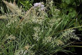 Attēlu rezultāti vaicājumam “Calamagrostis purpurea fruit”