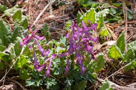 Attēlu rezultāti vaicājumam “Corydalis solida leaf”