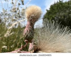 Attēlu rezultāti vaicājumam “Cirsium arvense fruit”