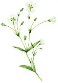 Attēlu rezultāti vaicājumam “Stellaria palustris”