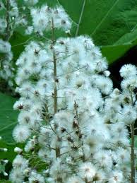 Image result for Petasites officinalis