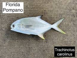 Image result for Trachinotus carolinus