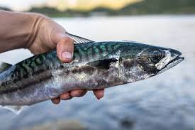 Image result for Scomber scombrus