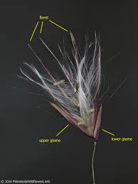 Attēlu rezultāti vaicājumam “Phragmites communis flower”