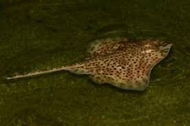 Image result for Raja montagui