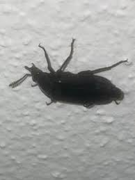 Attēlu rezultāti vaicājumam “Necrodes littoralis”