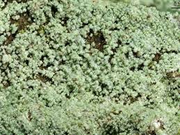 Attēlu rezultāti vaicājumam “Lepraria”