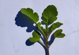 Attēlu rezultāti vaicājumam “Sinapis alba leaf”