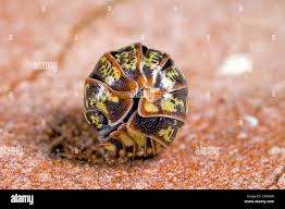 Attēlu rezultāti vaicājumam “Armadillidium pulchellum”