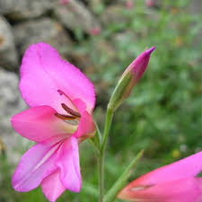 Attēlu rezultāti vaicājumam “Gladiolus imbricatus fruit”