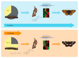 Attēlu rezultāti vaicājumam “Araschnia levana underside”