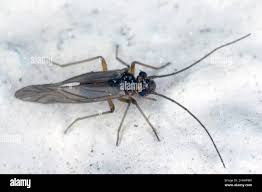 Attēlu rezultāti vaicājumam “Psocoptera”