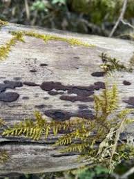 Attēlu rezultāti vaicājumam “Hypoxylon vogesiacum”