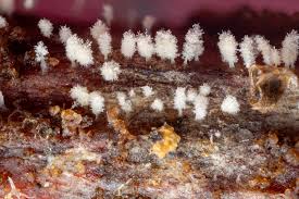 Attēlu rezultāti vaicājumam “Oligonema favogineum plasmodium”