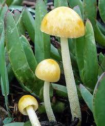 Attēlu rezultāti vaicājumam “Bolbitius vitellinus”