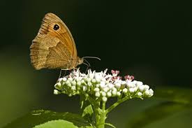 Attēlu rezultāti vaicājumam “Maniola jurtina male”