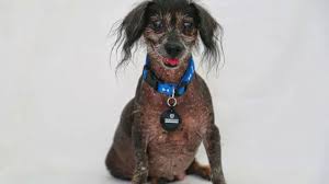 Image result for ugliest dog