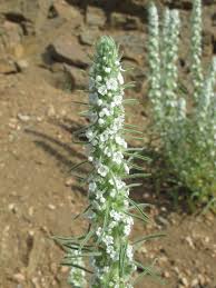 Attēlu rezultāti vaicājumam “Cribraria oregana stalked”