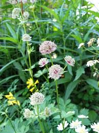 Attēlu rezultāti vaicājumam “Astrantia major leaf”