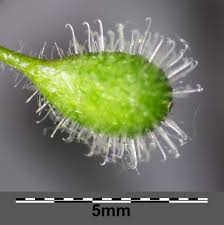 Attēlu rezultāti vaicājumam “Circaea lutetiana bud”