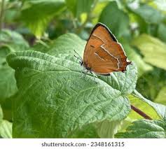 Attēlu rezultāti vaicājumam “Thecla betulae”