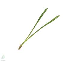 Attēlu rezultāti vaicājumam “Pinus sylvestris”