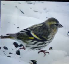 Attēlu rezultāti vaicājumam “Carduelis spinus female”
