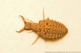 Attēlu rezultāti vaicājumam “Myrmeleontidae larva”