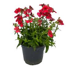 Image result for Elfenspiegel