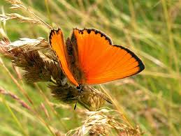 Attēlu rezultāti vaicājumam “Lycaena virgaureae male”