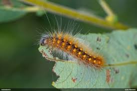 Attēlu rezultāti vaicājumam “Badhamiopsis scripta macro”