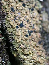 Attēlu rezultāti vaicājumam “Hypocenomyce scalaris”